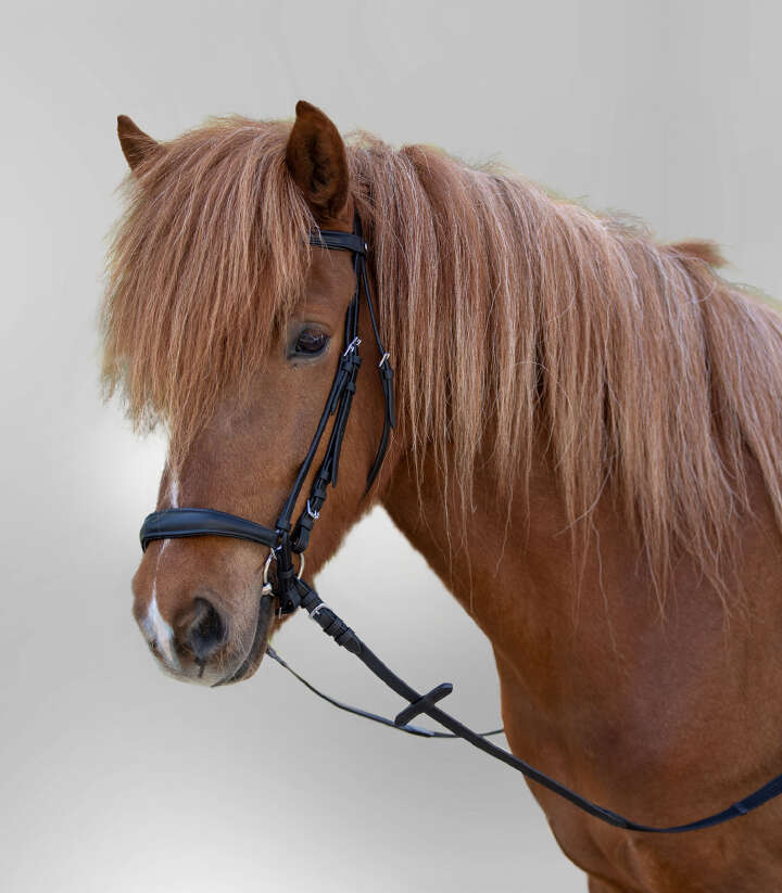 WALDHAUSEN Trensenzaum Hannover